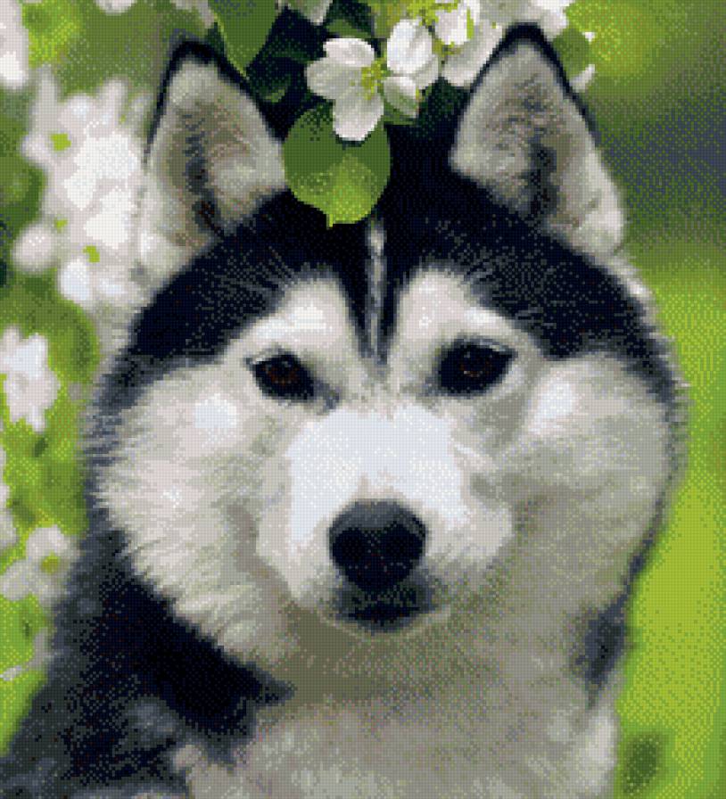 Лайка в цветах. - собака, весна, цветы, лайка - предпросмотр