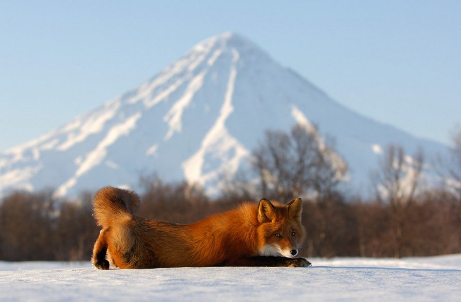 Вулкан и лиса - камчатка, животные, природа, лиса, зима, горы, вулканы - оригинал