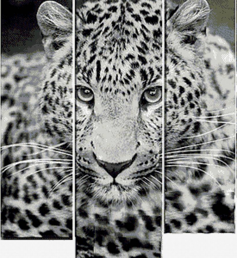 Леопард (триптих) - большие кошки, триптих, леопард, монохром, животные - предпросмотр