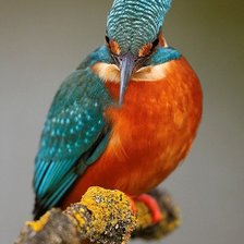 Схема вышивки «экзотическая птица»