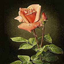 Оригинал схемы вышивки «роза» (№521351)