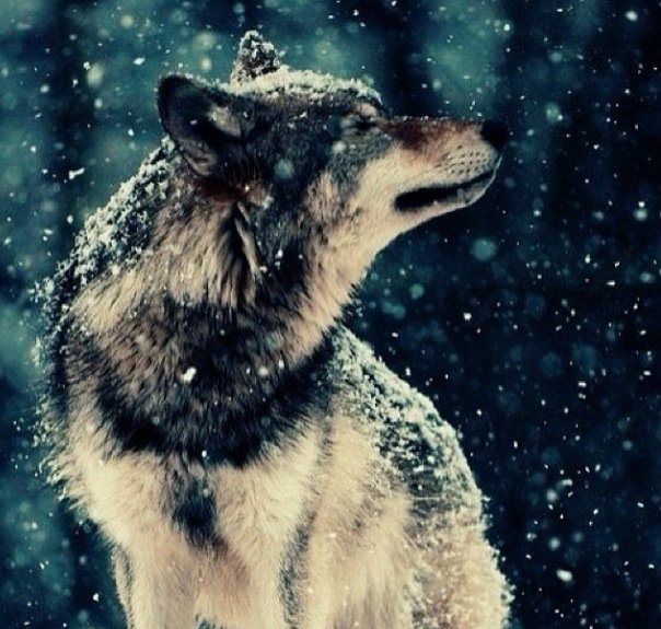 Волк радуется первому снегу - волк, животное, снег, лес, радость, зверь - оригинал