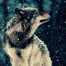 Волк радуется первому снегу