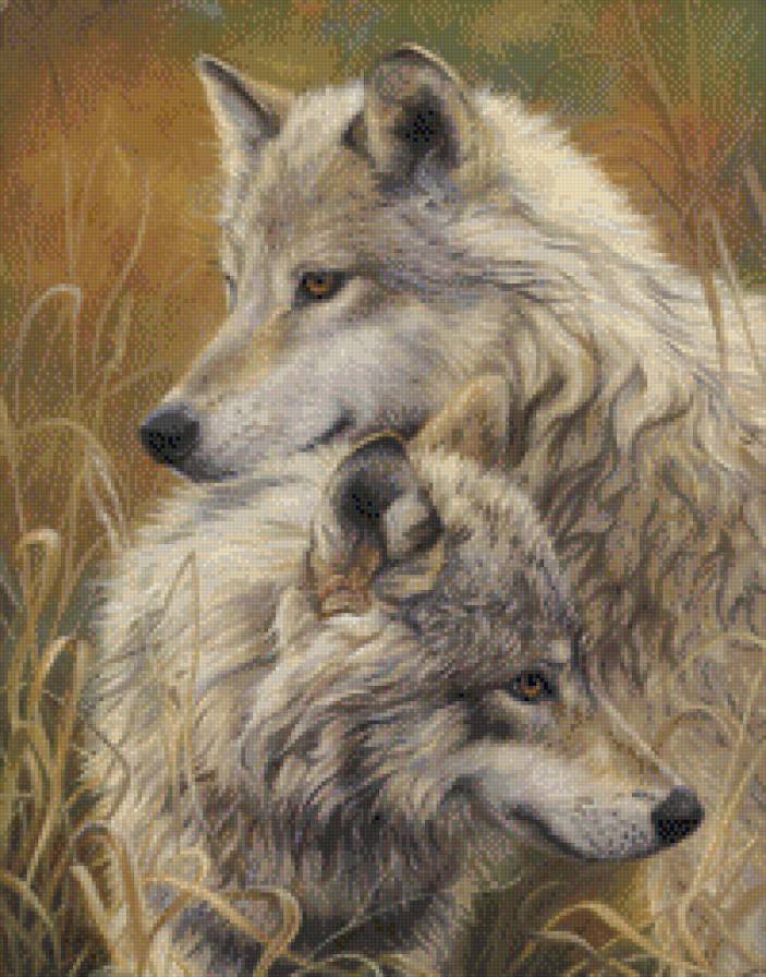 волки - животные волки пара - предпросмотр