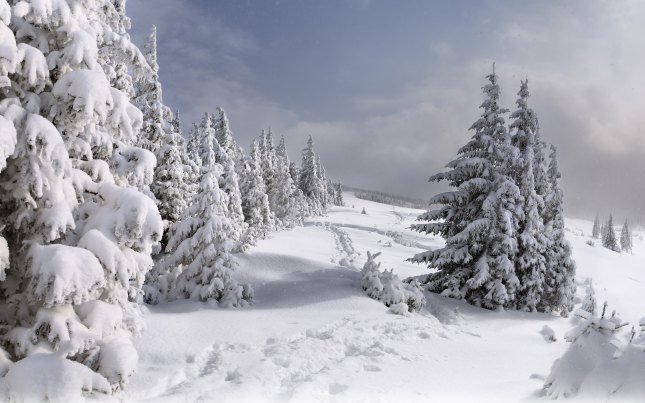 волшебница зима - поляна, новый год, дерево, зима, снег, деревья, природа, лес, пейзаж - оригинал