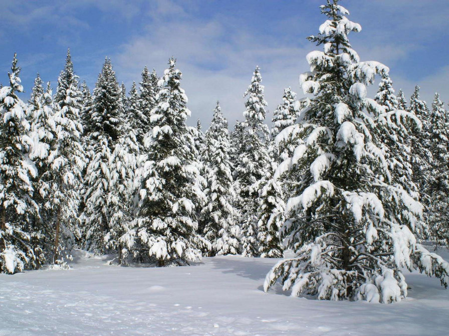 ели в снегу - новый год, зима, елки, картина, пейзаж.снег.ели, сосны - оригинал