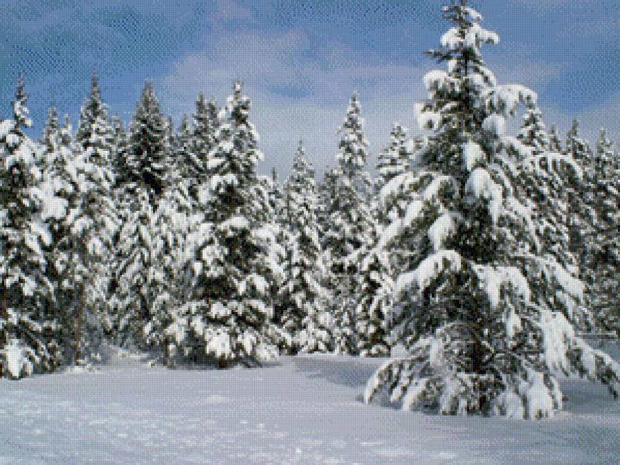 ели в снегу - картина, елки, новый год, зима, пейзаж.снег.ели, сосны - предпросмотр