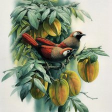 Оригинал схемы вышивки «птицы» (№524740)