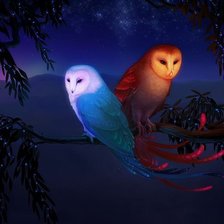 ночные совы
