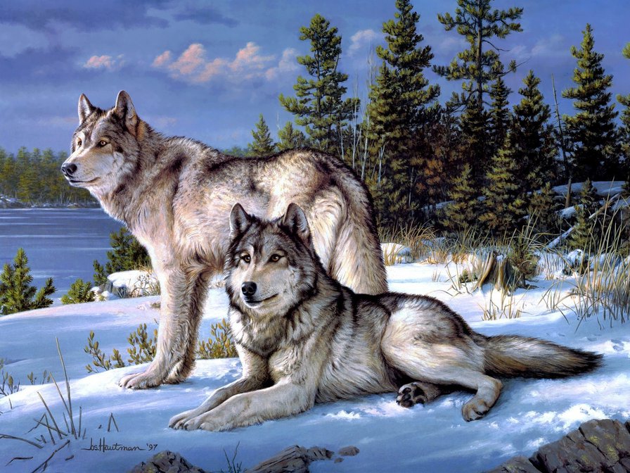 Волки - пейзаж, животные, волки, зима, снег - оригинал