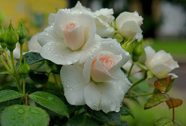 Белая роза - цветы, роза - оригинал