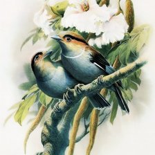 Оригинал схемы вышивки «птицы» (№525219)