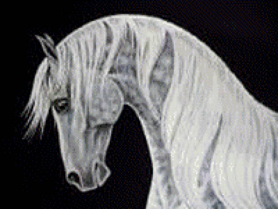 красивые лошади (подборка) - лошадь, год лошади, кони, монохром - предпросмотр