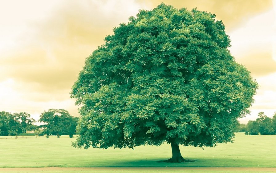 Дерево - дерево, зелень - оригинал