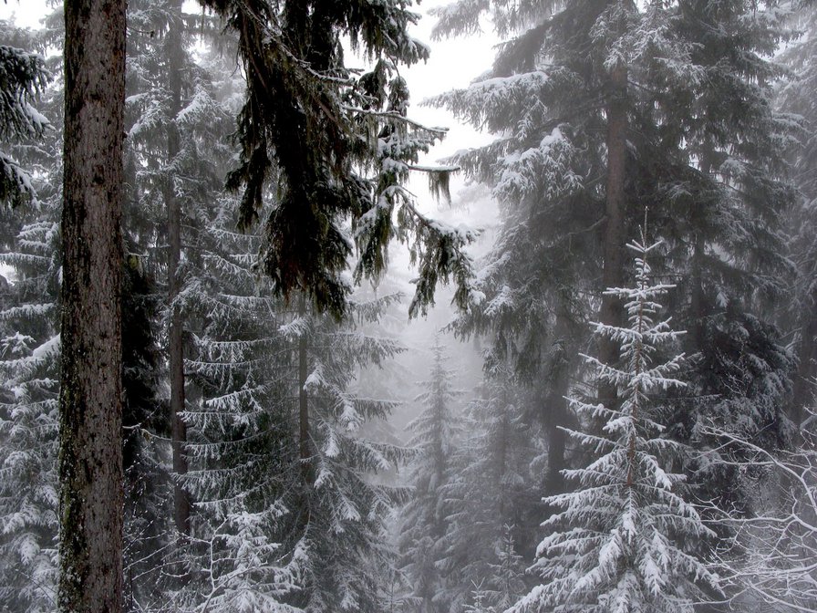зимний лес ели монохром - монохром, зимний пейзаж, ели, елки, снег, лес, зима - оригинал