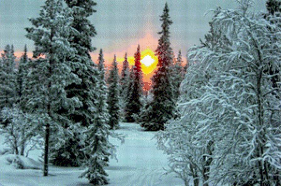зимний лес закат - дерево, зима, природа, снег, лес, ели, сосна, сугроб, елки, пейзаж - предпросмотр