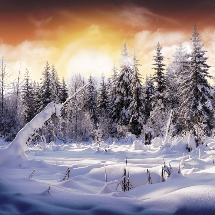 зимний лес - сосна, дерево, ели, природа, пейзаж, снег, сугроб, елки, зима, лес - оригинал