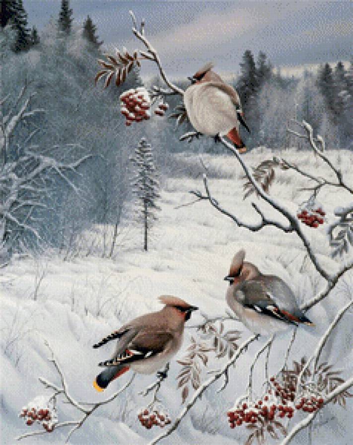 змиородки на рябине.. - синички, зима, новый год, снег, птички.зимородки, лес, снегири - предпросмотр