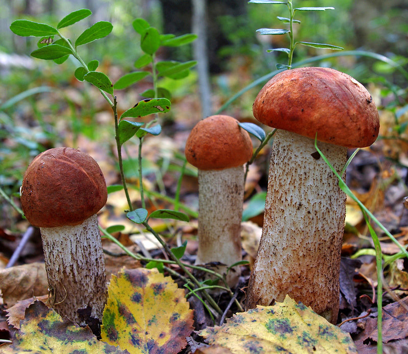 грибы - лес, грибы, природа - оригинал
