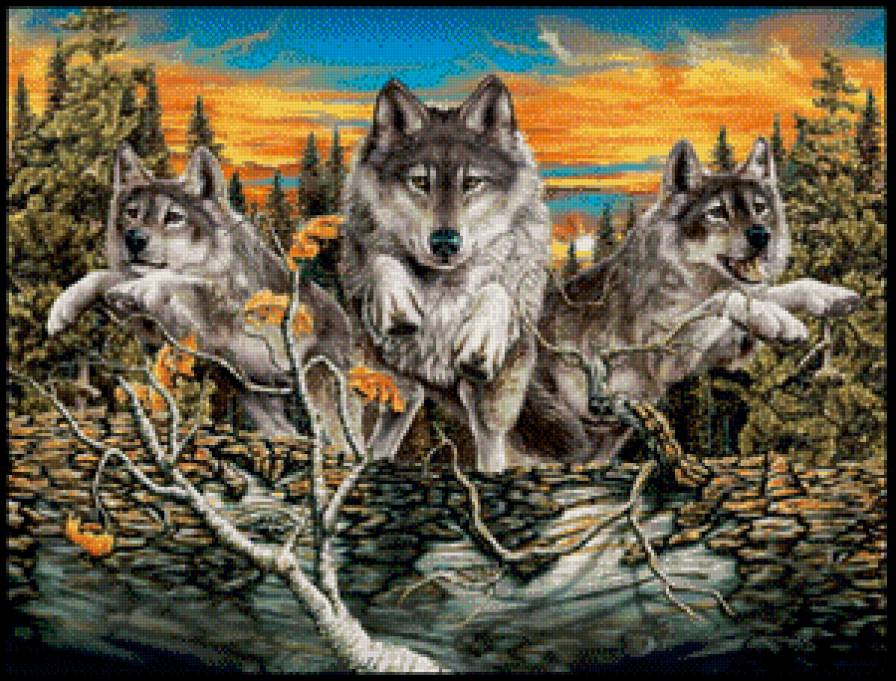 Волки - волк, животные - предпросмотр