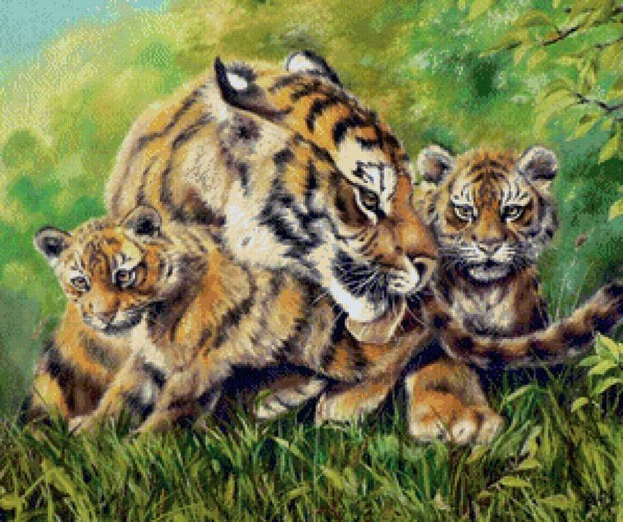 Тигры - хищники, тигры, дикие кошки - предпросмотр
