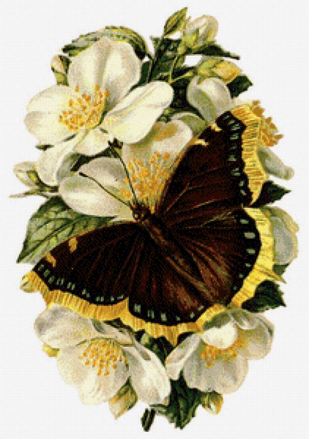 Бабочка на цветке - бабочка, цветы - предпросмотр