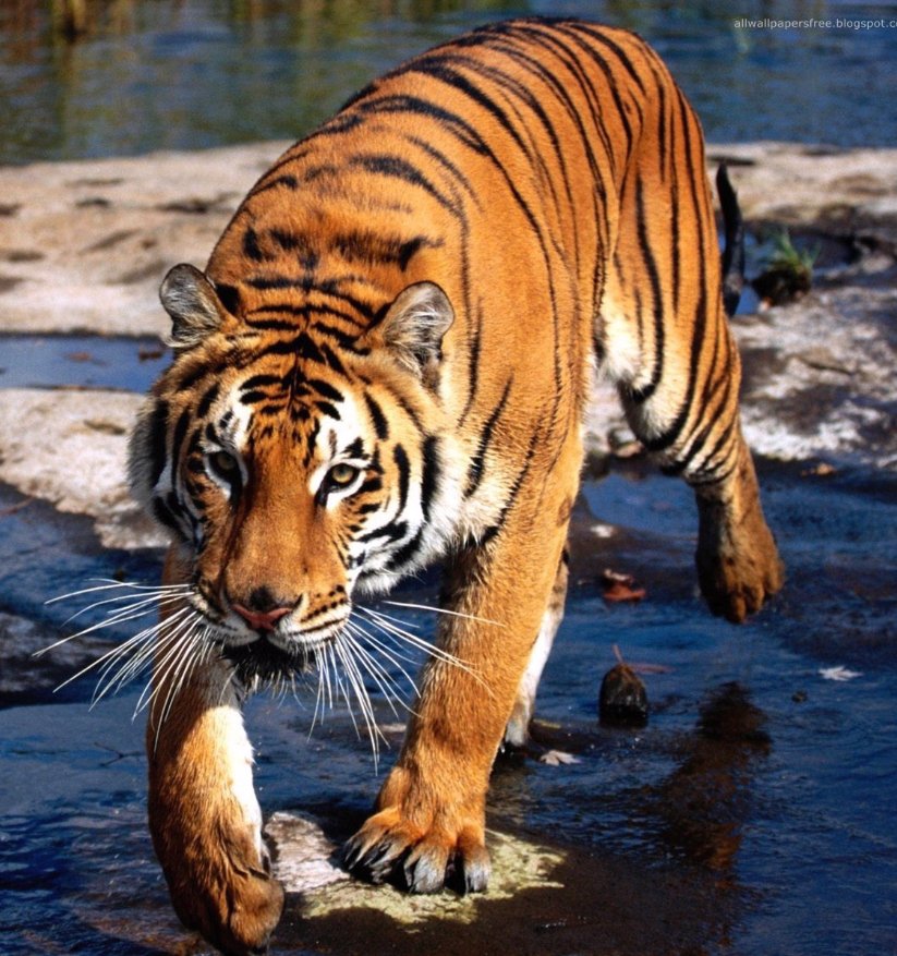 тигр - тигры, животные, кошки - оригинал