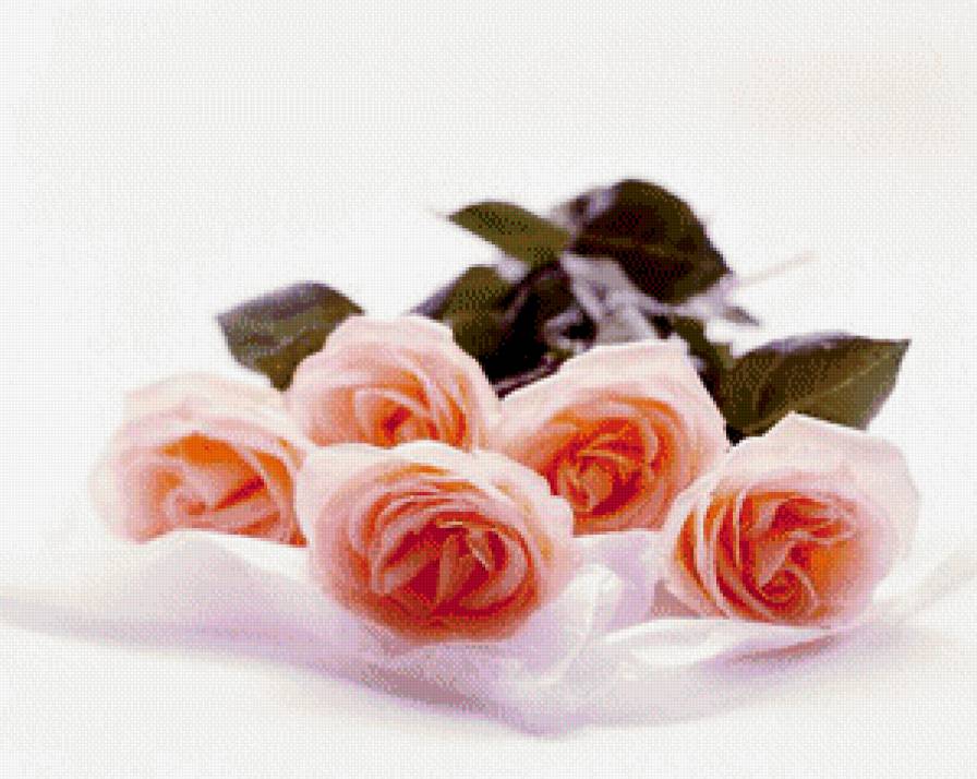 чайные розы - букет, цветы, розы - предпросмотр