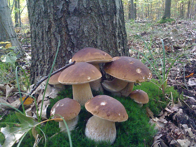 грибы - природа, грибы, лес - оригинал