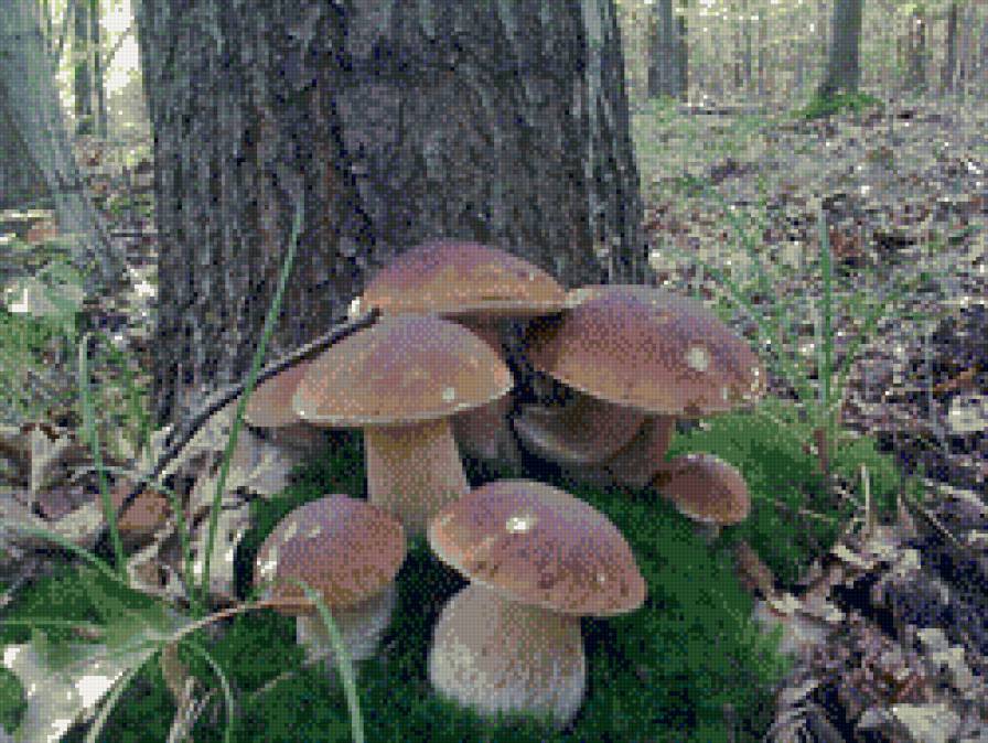 грибы - лес, природа, грибы - предпросмотр