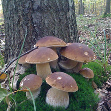 грибы 2