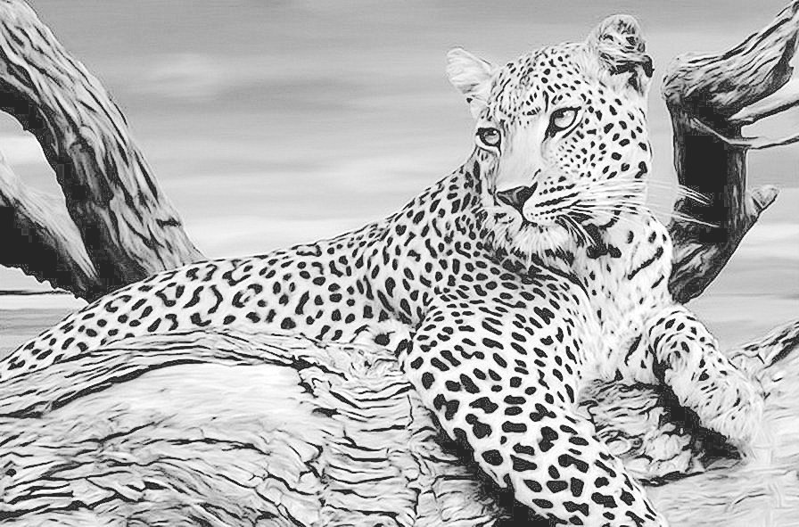 Леопард - большие кошки, животные, монохром, леопад - оригинал