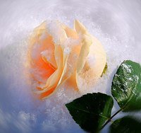 Розы на снегу - зима, розы, цветы, снег - оригинал
