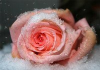 Оригинал схемы вышивки «Розы на снегу» (№527815)