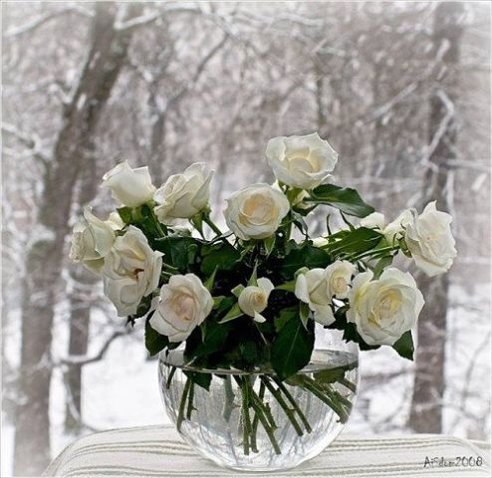 Розы на снегу - розы, цветы, зима, снег - оригинал