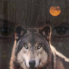 Схема вышивки «одинокая волчица»