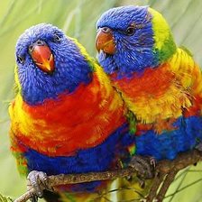 парочка попугайчиков