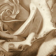 Оригинал схемы вышивки «Роза в росе» (№528858)