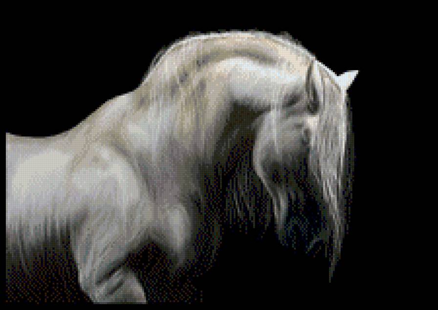красивые лошади (подборка) - год лошади, лошадь, кони, монохром - предпросмотр
