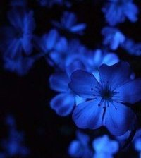 Оригинал схемы вышивки «синие цветы» (№529556)