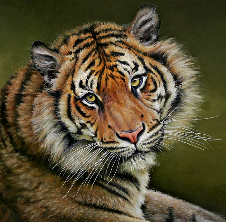 тигр - живопись, портрет, хищник, взгляд - оригинал