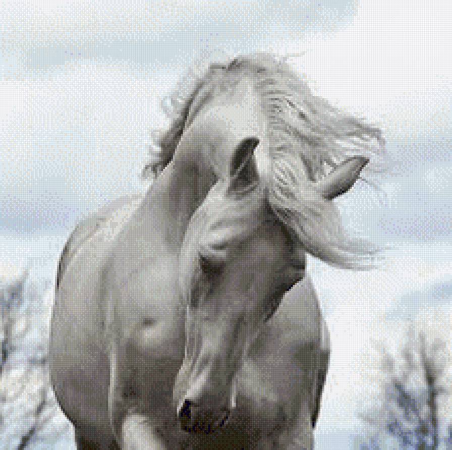 красивые лошади (подборка) - год лошади, кони, животные, лошадь - предпросмотр