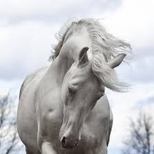 Схема вышивки «красивые лошади (подборка)»