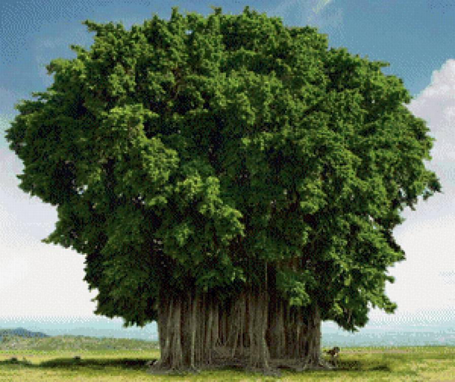 Дерево - Баньян - зелень, дерево - предпросмотр