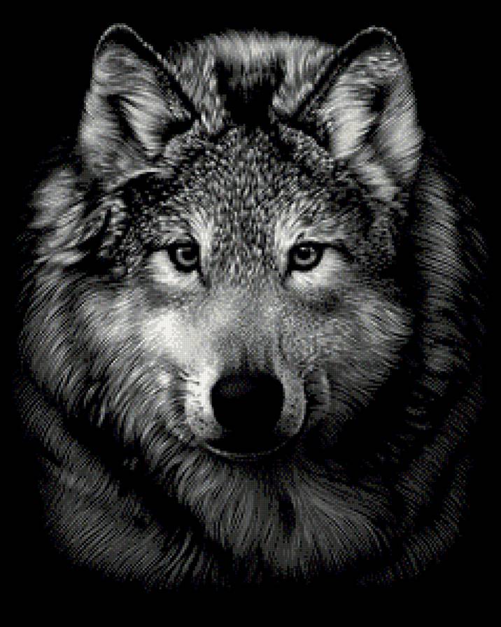 волк - волк, волки, хищник, монохром - предпросмотр
