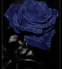 Оригинал схемы вышивки «Голубая роза» (№530014)