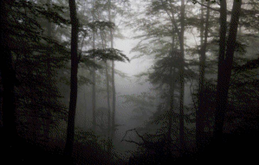 Лес. Туман. - пейзаж, туман, лес - предпросмотр