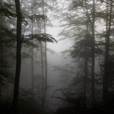 Лес. Туман.