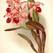 Оригинал схемы вышивки «Орхидеи» (№530676)