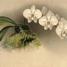 Оригинал схемы вышивки «Орхидеи» (№530684)